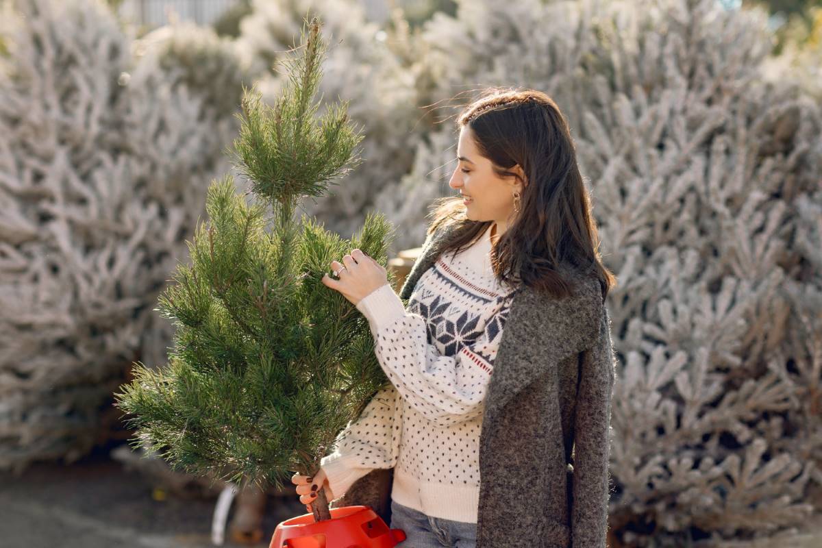 Alberi-di-Natale-svizzeri-cresce-la-domanda-e-acquisti-anticipati.jpg